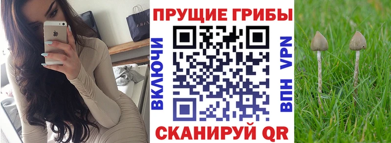 Псилоцибиновые грибы Cubensis Балахна